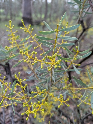 Golden Wattle