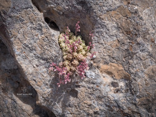 Sedum dasyphyllum glanduliferum
