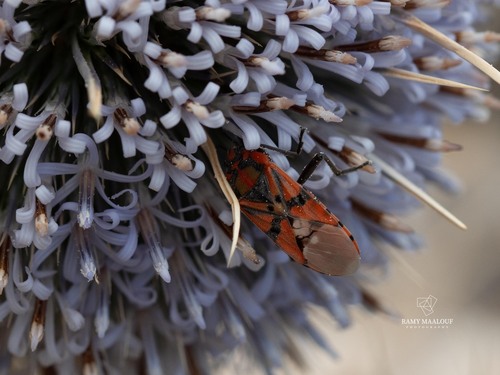 Indian Milkweed Bug