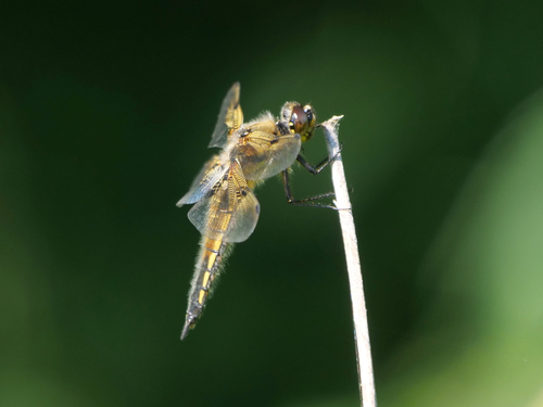 Four-spotted Skimmer