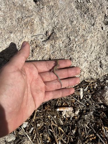 Spanish Wall Lizard