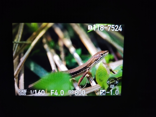 Japanese Grass Lizard