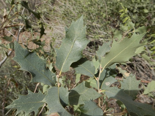 Quercus ajoensis x turbinella