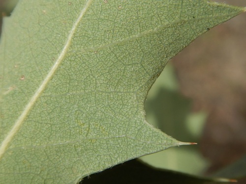 Quercus ajoensis x turbinella