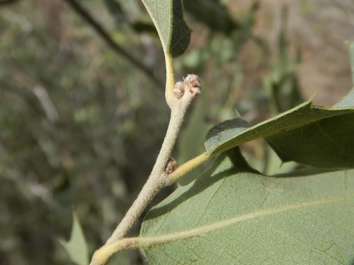 Quercus ajoensis x turbinella