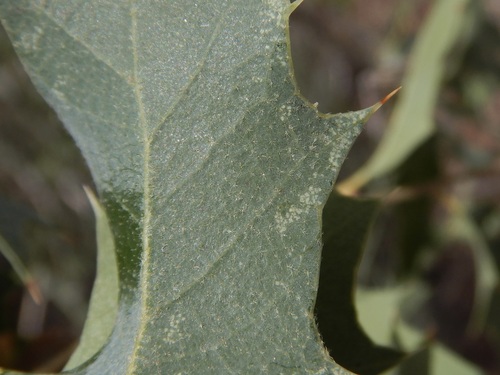 Quercus ajoensis x turbinella