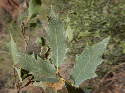 Quercus ajoensis x turbinella