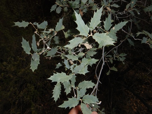 Quercus ajoensis x turbinella