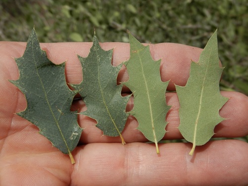 Quercus ajoensis x turbinella