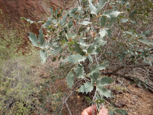 Quercus ajoensis x turbinella