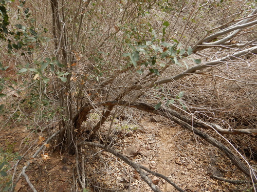 Quercus ajoensis x turbinella
