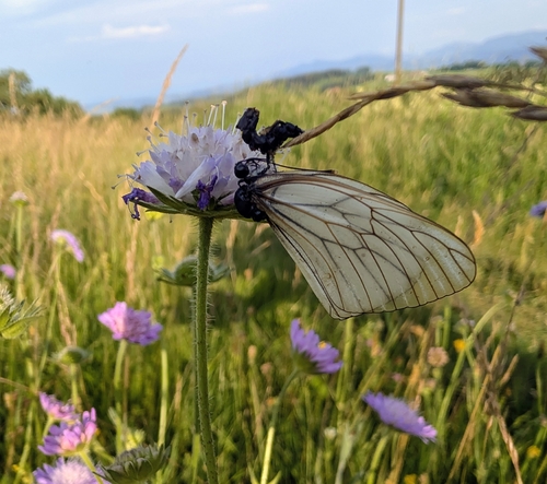 Black-veined White