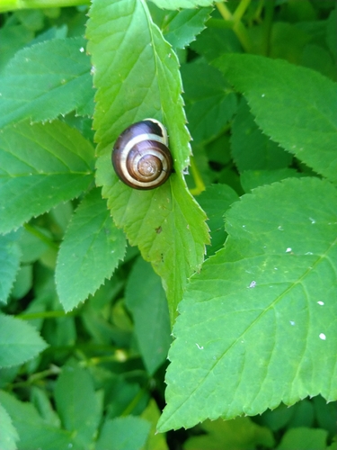 White-lipped Snail