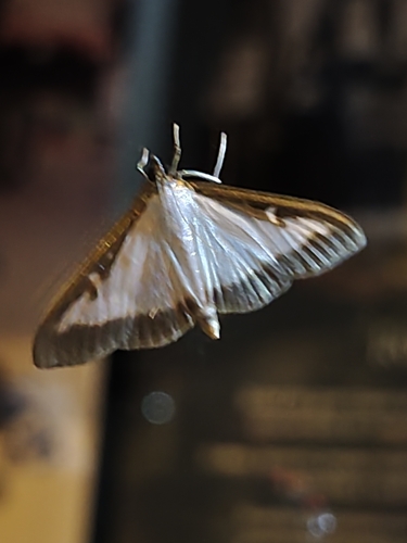 Box Tree Moth
