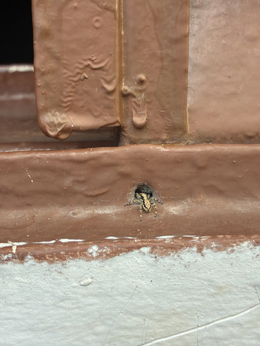 Gray Wall Jumping Spider