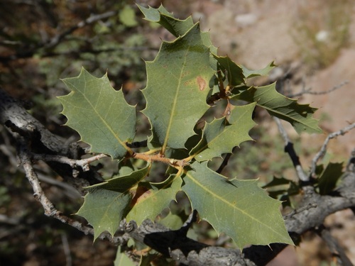 Ajo Mountain scrub oak