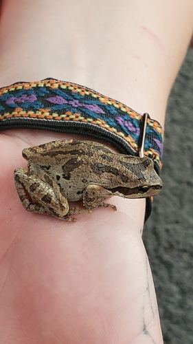 Pacific chorus frog