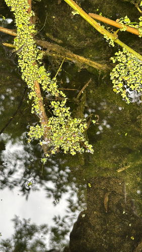 iNaturalist observation photo of greater duckweed
