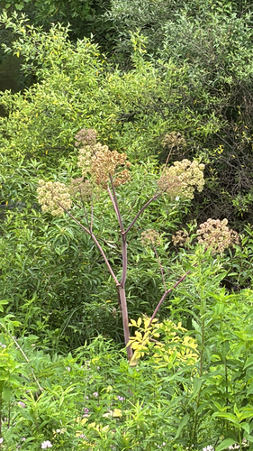iNaturalist observation photo of purple-stemmed angelica