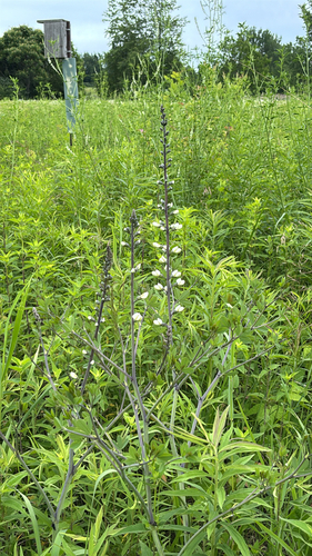 iNaturalist observation photo of prairie false indigo