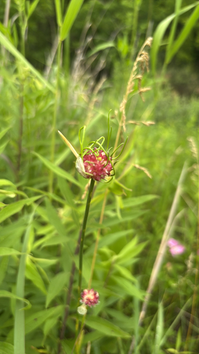 iNaturalist observation photo of wild garlic