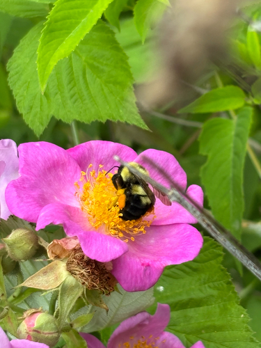 iNaturalist observation photo of Two-spotted Bumble Bee