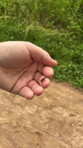 iNaturalist observation photo of typical fireflies