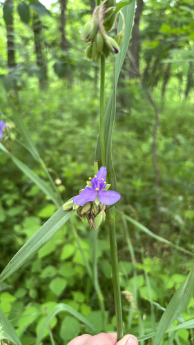 iNaturalist observation photo of Ohio spiderwort
