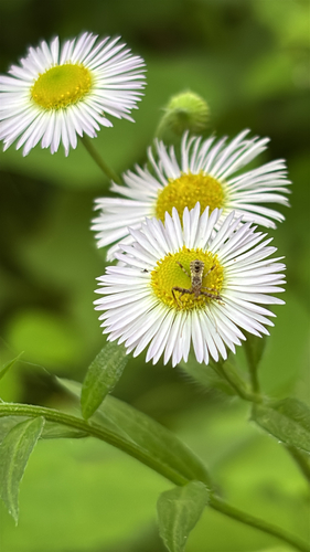 iNaturalist observation photo of Acholla multispinosa