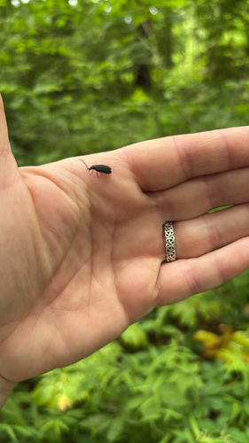 iNaturalist observation photo of Black Firefly