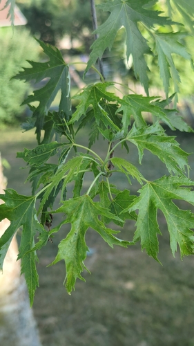 silver maple