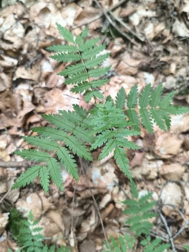 European mountain ash