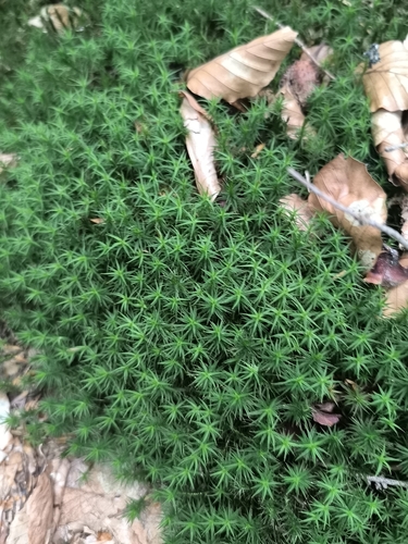Bank Haircap Moss