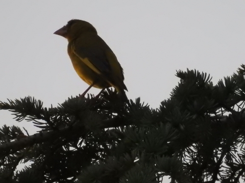European Greenfinch