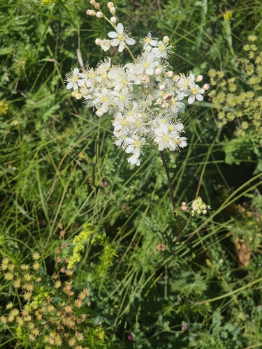 Dropwort