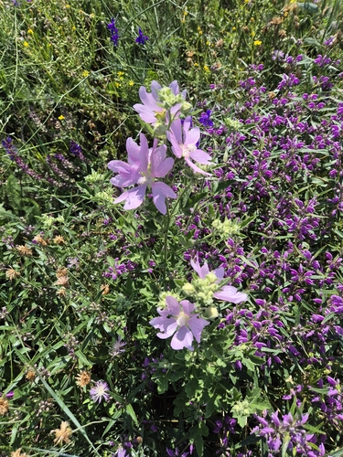 Eastern Tree-mallow