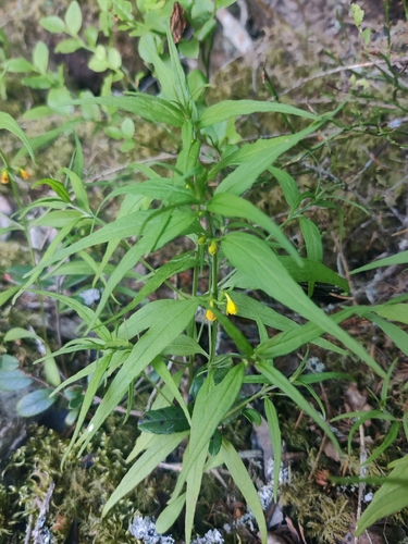 Small Cow-wheat