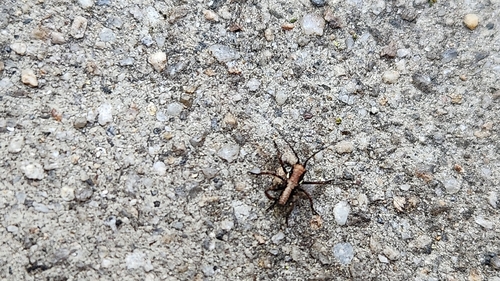 iNaturalist observation photo of Chaparral Monkey Grasshopper
