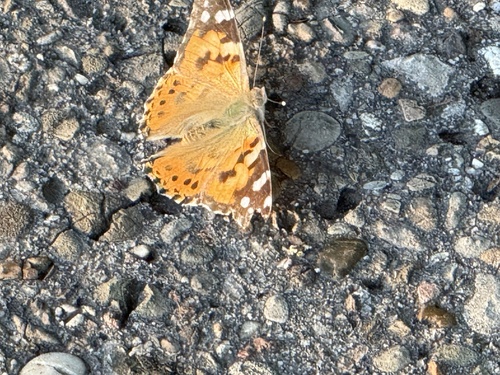Painted Lady