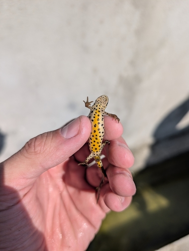 Turkish Smooth Newt