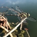 Ictinogomphus tenax - Photo (c) creek, all rights reserved, uploaded by creek