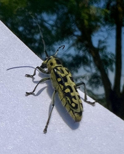 Ladder-marked Longhorn Beetle