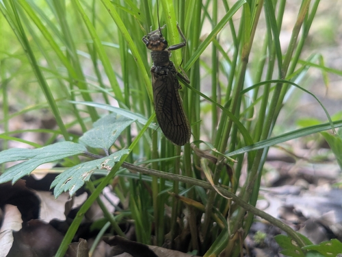 Large Stonefly