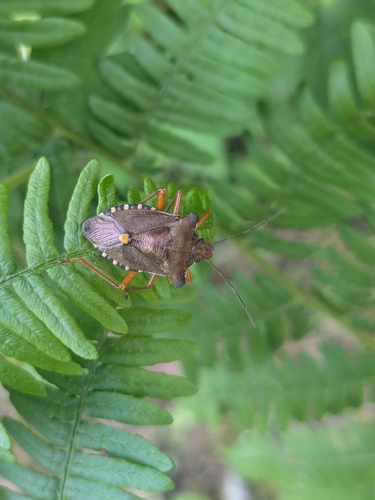 Forest Bug