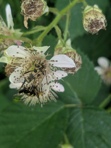 speckled longhorn beetle