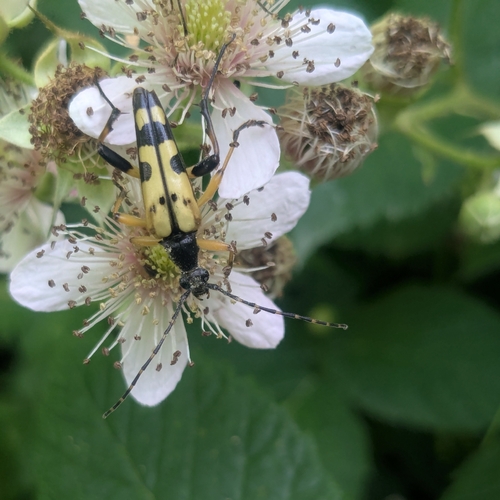 Spotted Longhorn Beetle