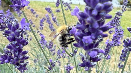 Common Carder Bumble Bee