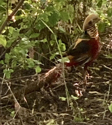 Golden Pheasant
