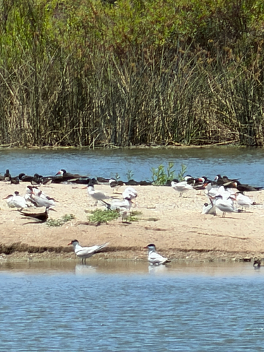 iNaturalist observation photo of Caspian Tern