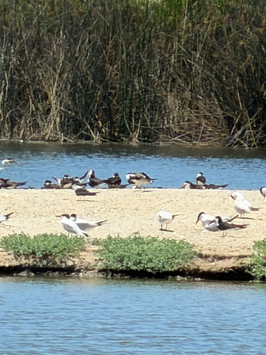 iNaturalist observation photo of Black Skimmer